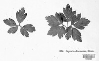 Septoria anemones image